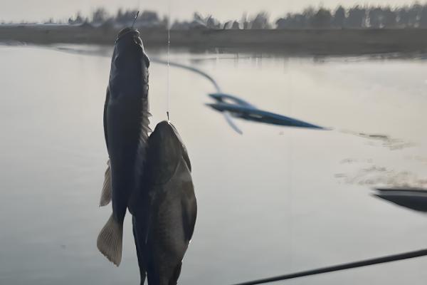 0.8号主线0.6号子线可以钓多大鱼,适合钓半斤至1斤的鱼