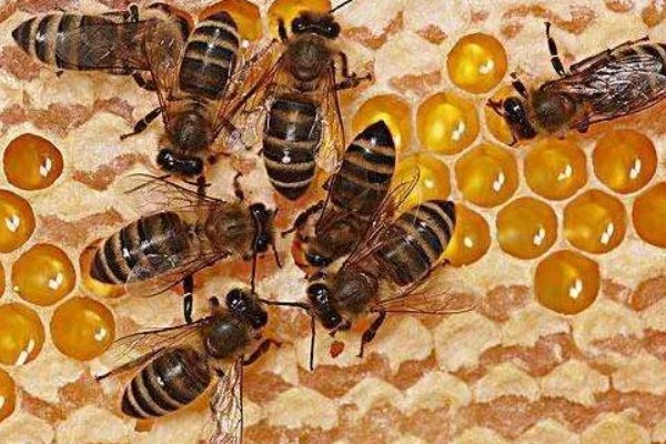 介王成功后的表现，工蜂会在蜂王周围照料蜂王