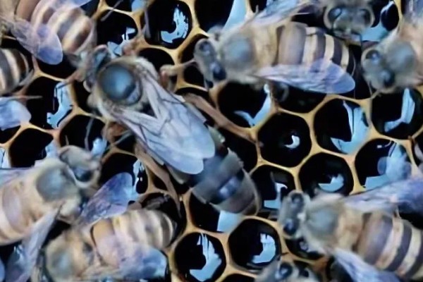 介王成功后的表现，工蜂会在蜂王周围照料蜂王