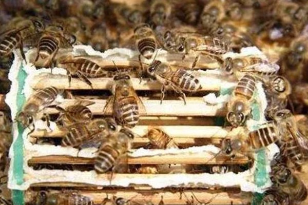 介王成功后的表现，工蜂会在蜂王周围照料蜂王