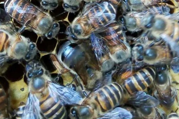 介王成功后的表现，工蜂会在蜂王周围照料蜂王