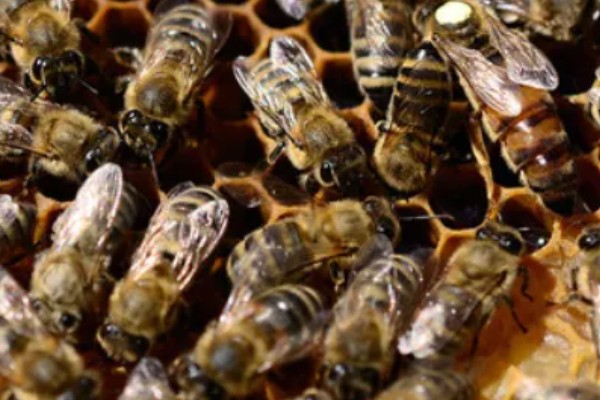 介王成功后的表现，工蜂会在蜂王周围照料蜂王