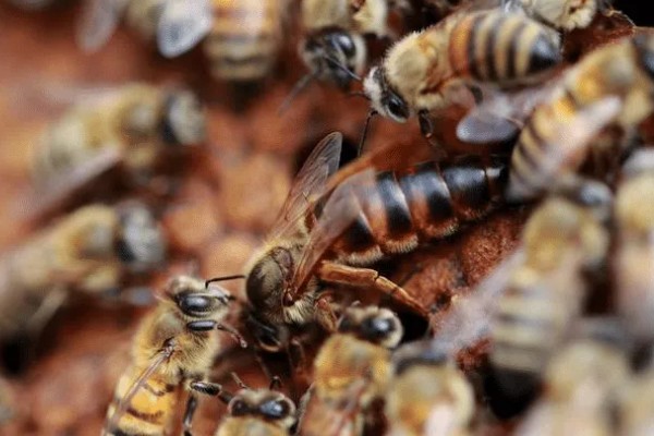 介王成功后的表现，工蜂会在蜂王周围照料蜂王