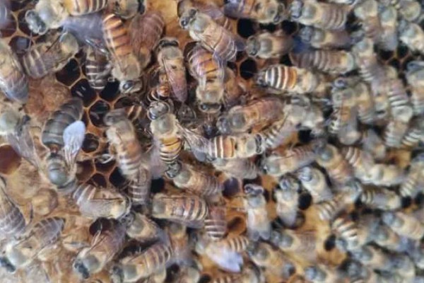 介王成功后的表现，工蜂会在蜂王周围照料蜂王