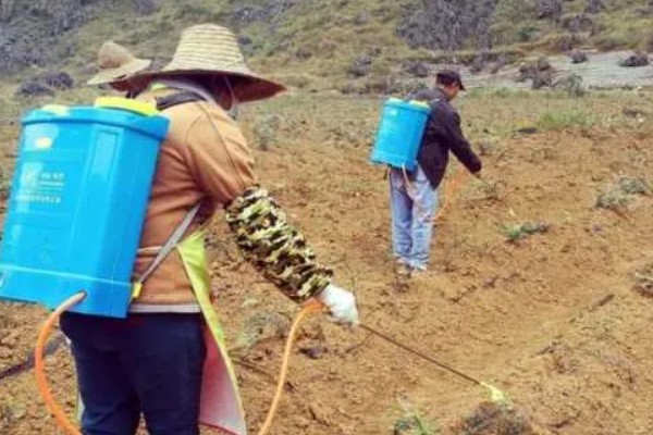草莓保花保果的方法,可在开花期使用授粉宝