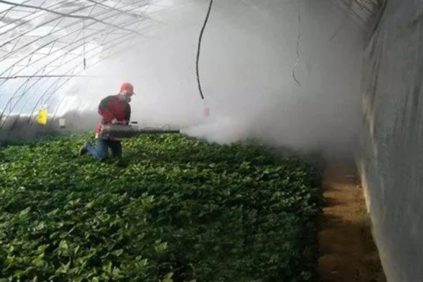 草莓保花保果的方法,可在开花期使用授粉宝