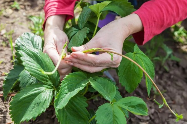 草莓保花保果的方法,可在开花期使用授粉宝