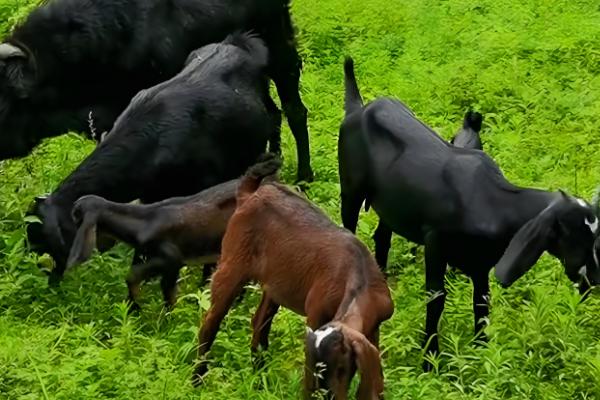 秋季山羊如何管理,一般会采用放养的模式