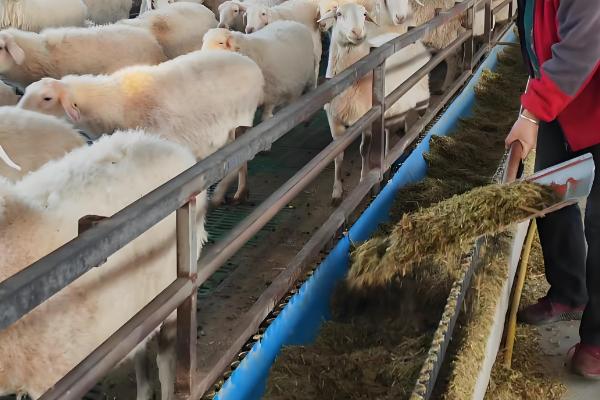 秋季山羊如何管理,一般会采用放养的模式