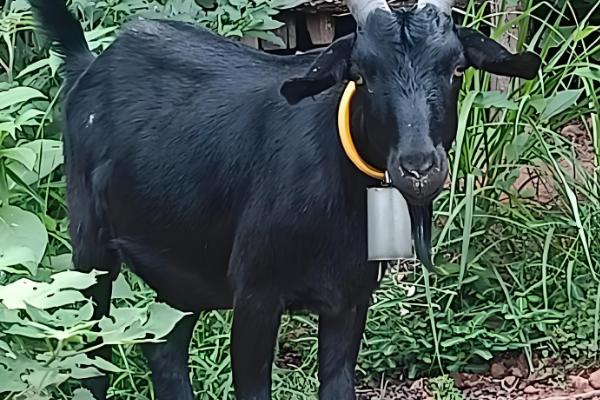 秋季山羊如何管理,一般会采用放养的模式