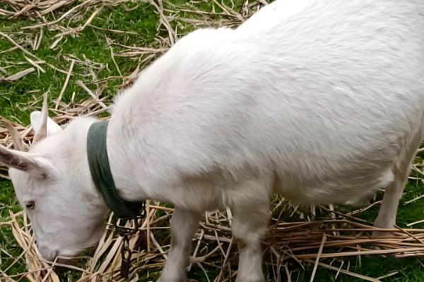 秋季山羊如何管理,一般会采用放养的模式