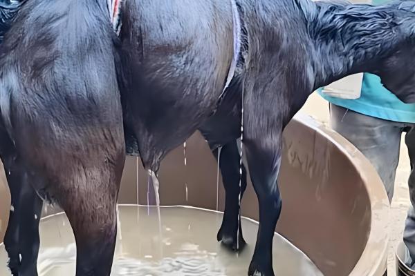 秋季山羊如何管理,一般会采用放养的模式