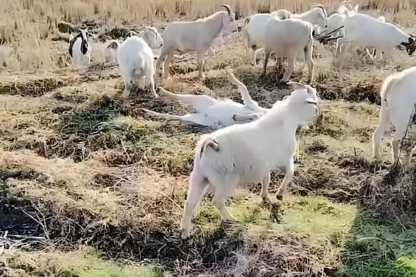 秋季山羊如何管理,一般会采用放养的模式