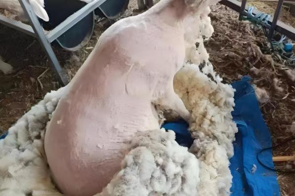 秋季山羊如何管理,一般会采用放养的模式