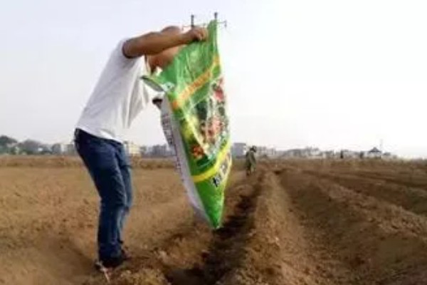 地膜花生如何种，盖膜前要施好底肥