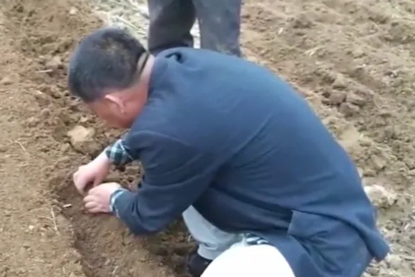 地膜花生如何种，盖膜前要施好底肥