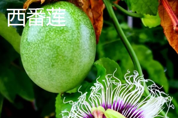 西番莲和百香果的区别是什么，外观、口感、用途不同