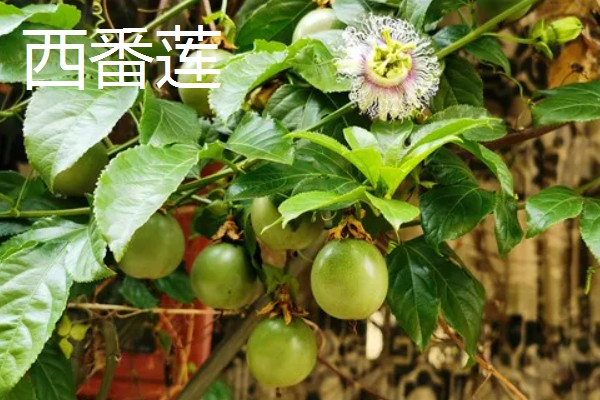 西番莲和百香果的区别是什么，外观、口感、用途不同