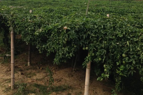 西番莲和百香果的区别是什么，外观、口感、用途不同