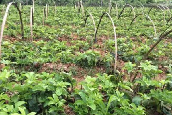 西番莲和百香果的区别是什么，外观、口感、用途不同