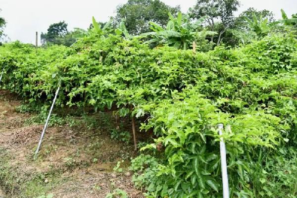 西番莲和百香果的区别是什么，外观、口感、用途不同