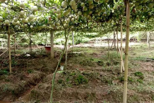 西番莲和百香果的区别是什么，外观、口感、用途不同