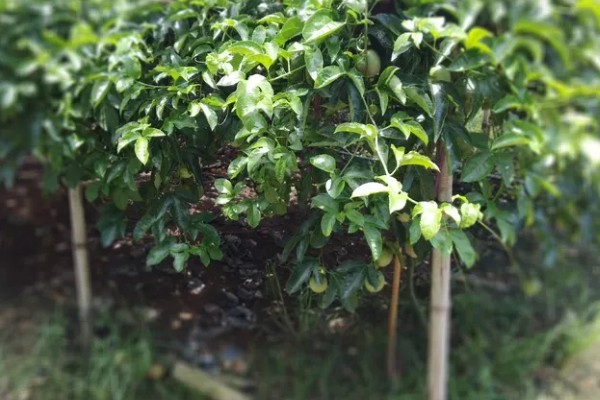 西番莲和百香果的区别是什么，外观、口感、用途不同