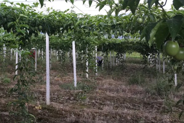 西番莲和百香果的区别是什么，外观、口感、用途不同