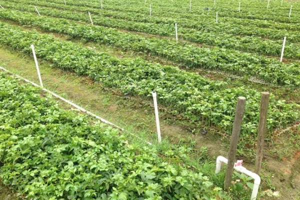 西番莲和百香果的区别是什么，外观、口感、用途不同