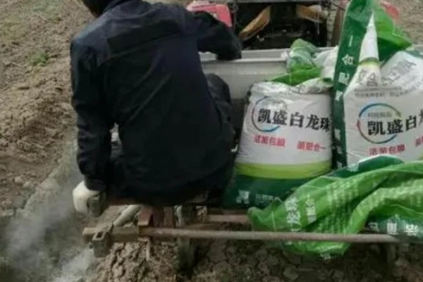 高产芝麻的施肥技术，首先一定要施足底肥