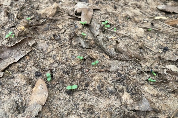 高产芝麻的施肥技术，首先一定要施足底肥