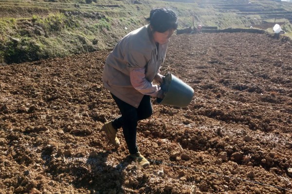高产芝麻的施肥技术，首先一定要施足底肥