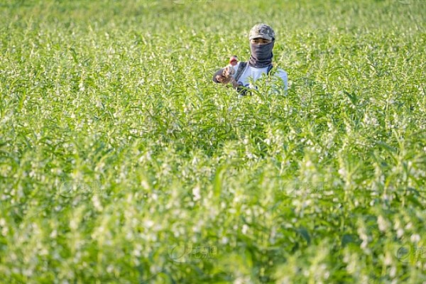 高产芝麻的施肥技术，首先一定要施足底肥