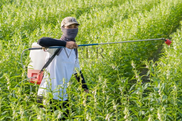 高产芝麻的施肥技术，首先一定要施足底肥