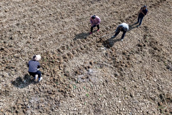高产芝麻的施肥技术，首先一定要施足底肥