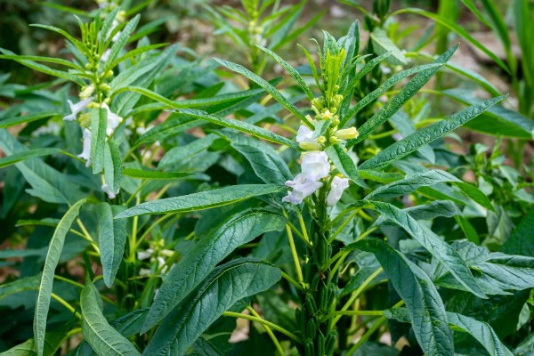 高产芝麻的施肥技术，首先一定要施足底肥