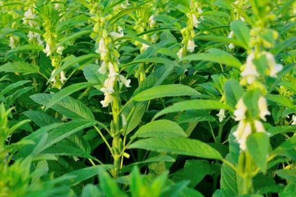 高产芝麻的施肥技术，首先一定要施足底肥