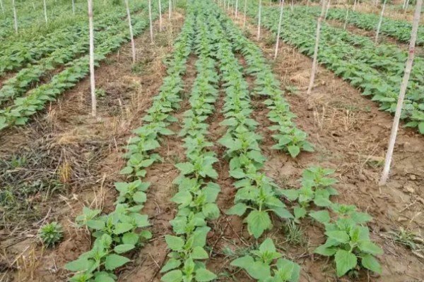 高产芝麻的施肥技术，首先一定要施足底肥