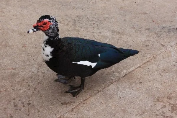 火鸭的生活习性,喜食粗饲