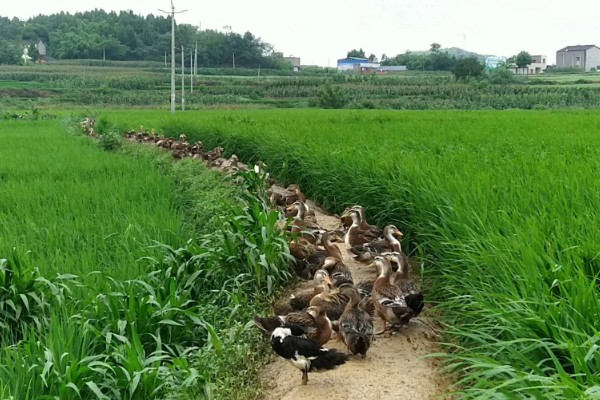 火鸭的生活习性,喜食粗饲
