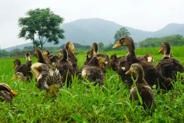 火鸭的生活习性,喜食粗饲