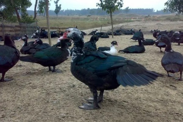 火鸭的生活习性,喜食粗饲