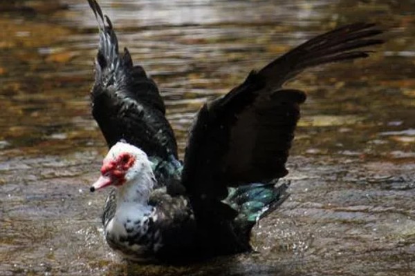 火鸭的生活习性,喜食粗饲
