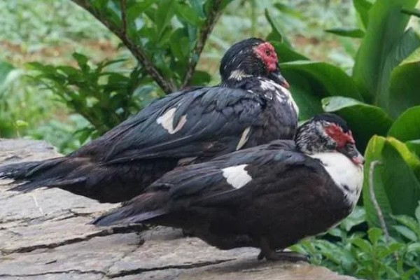 火鸭的生活习性,喜食粗饲