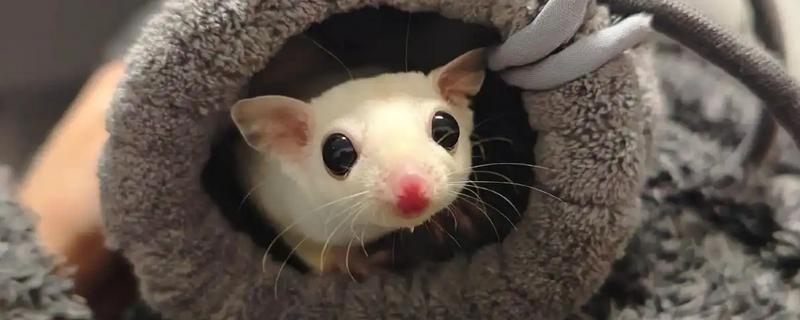 蜜袋鼯的存活时间，平均寿命为10年以上