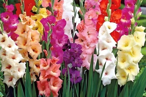 唐菖蒲的花语是什么，寓意节节攀升、内敛低调等