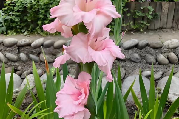 唐菖蒲的花语是什么，寓意节节攀升、内敛低调等