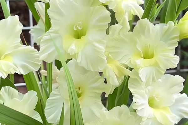 唐菖蒲的花语是什么，寓意节节攀升、内敛低调等