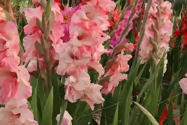 唐菖蒲的花语是什么，寓意节节攀升、内敛低调等