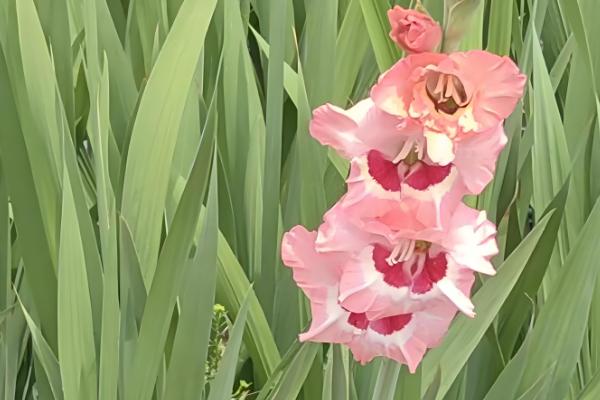 唐菖蒲的花语是什么，寓意节节攀升、内敛低调等